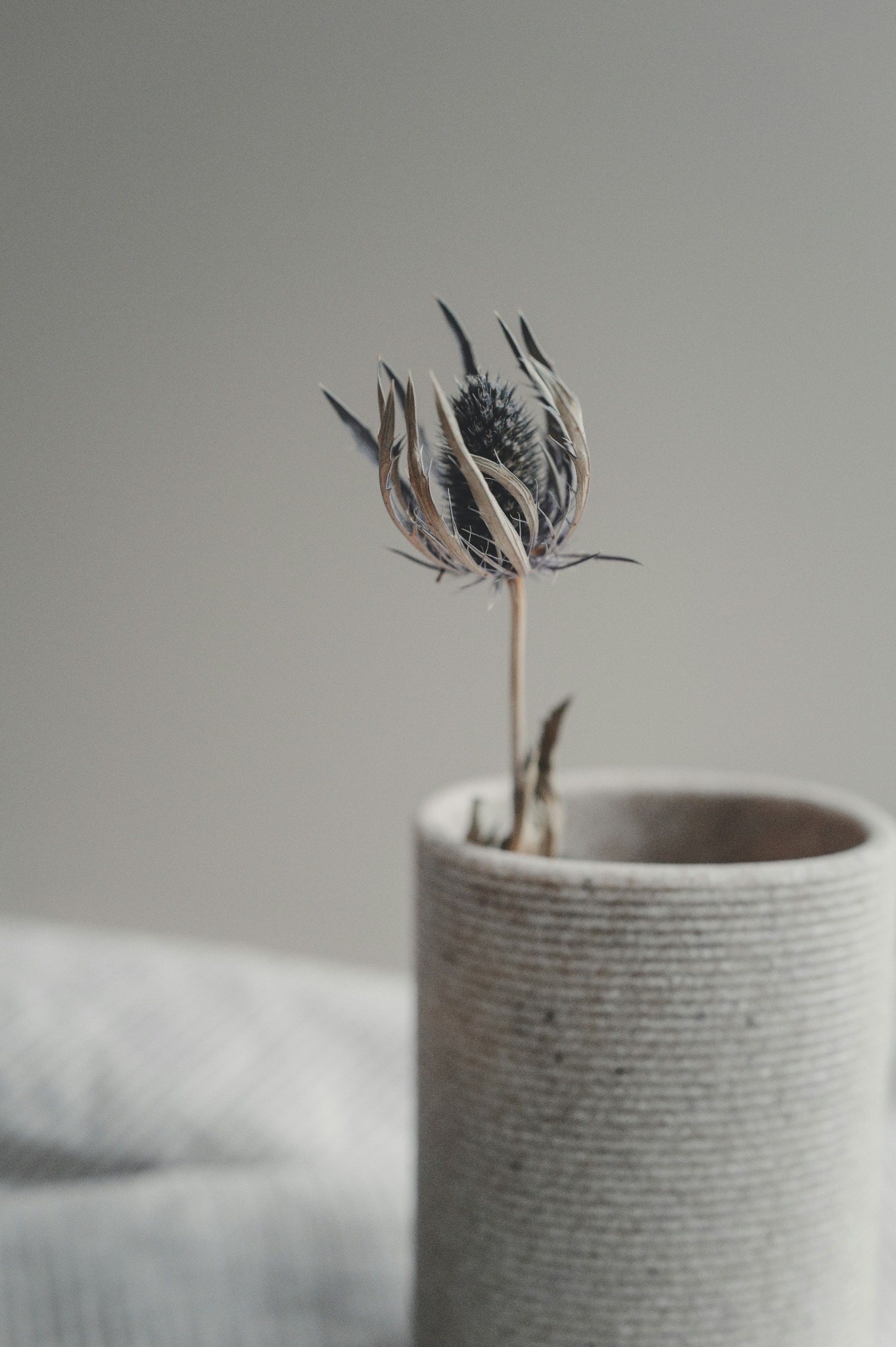 Quiet botanical still life